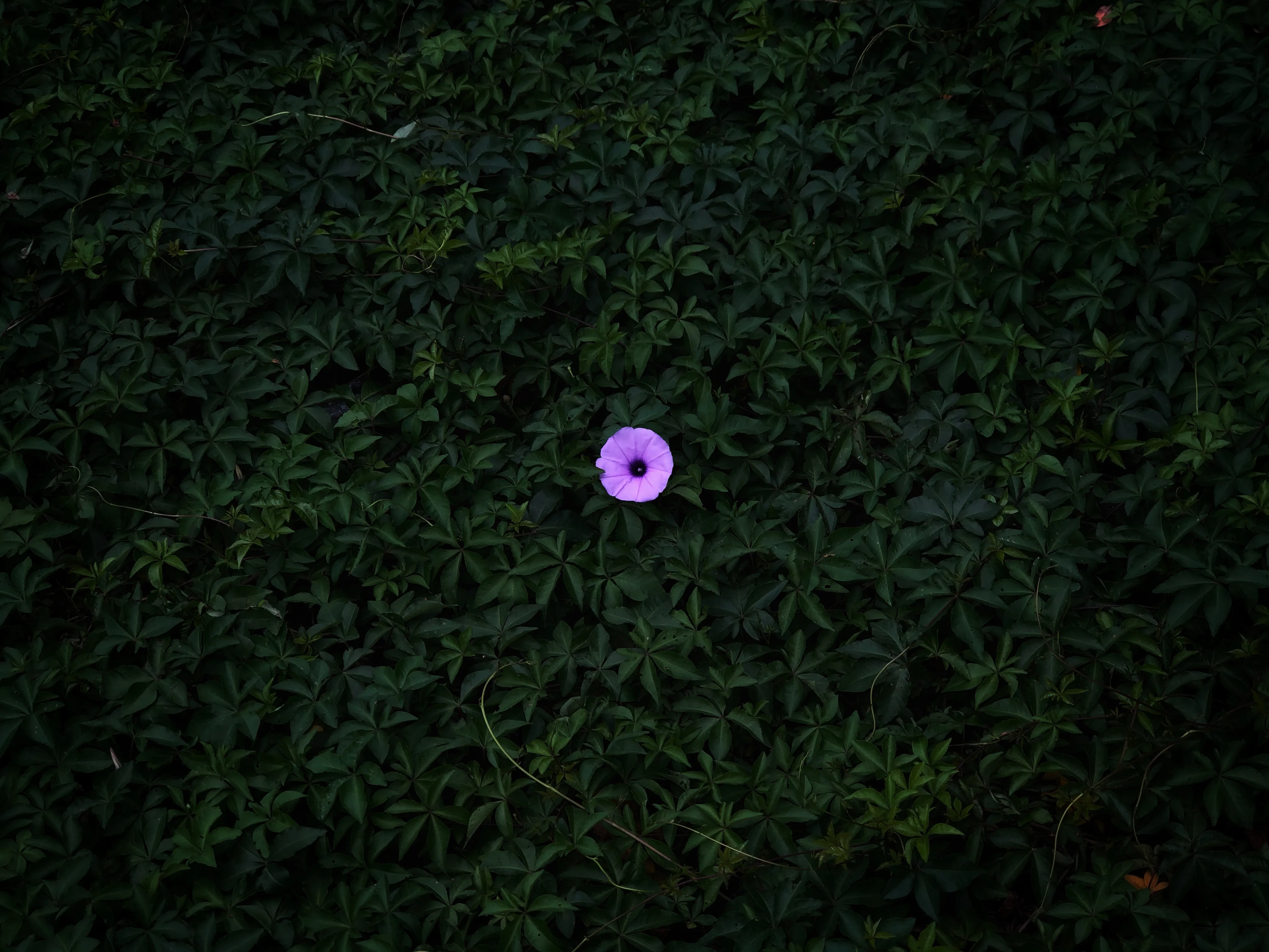 Single small purple flower blooming amid a dense bed of dark green leaves, calm minimal mood