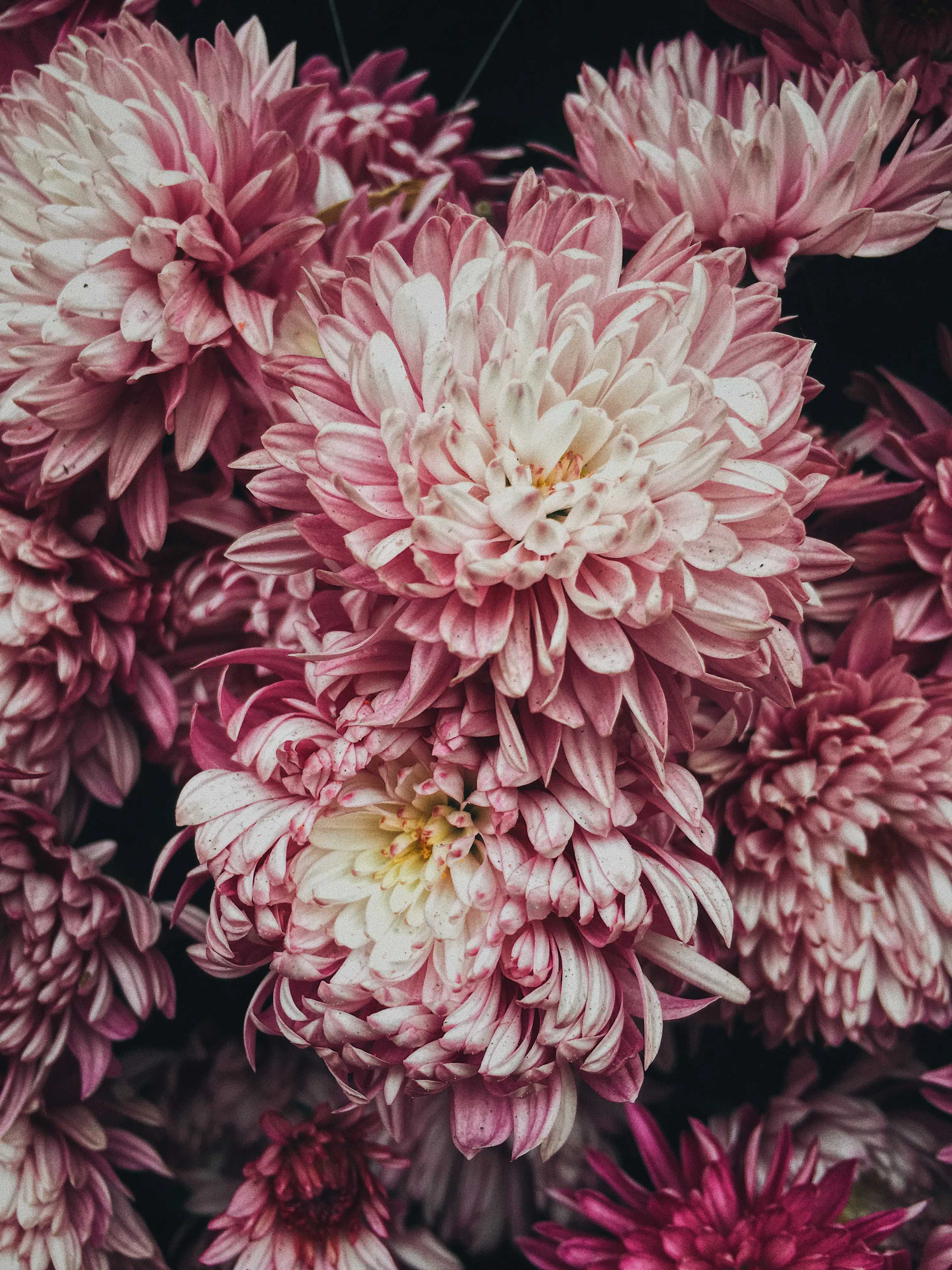 Close-up cluster of pink and white chrysanthemum flowers against a dark background, soft romantic mood