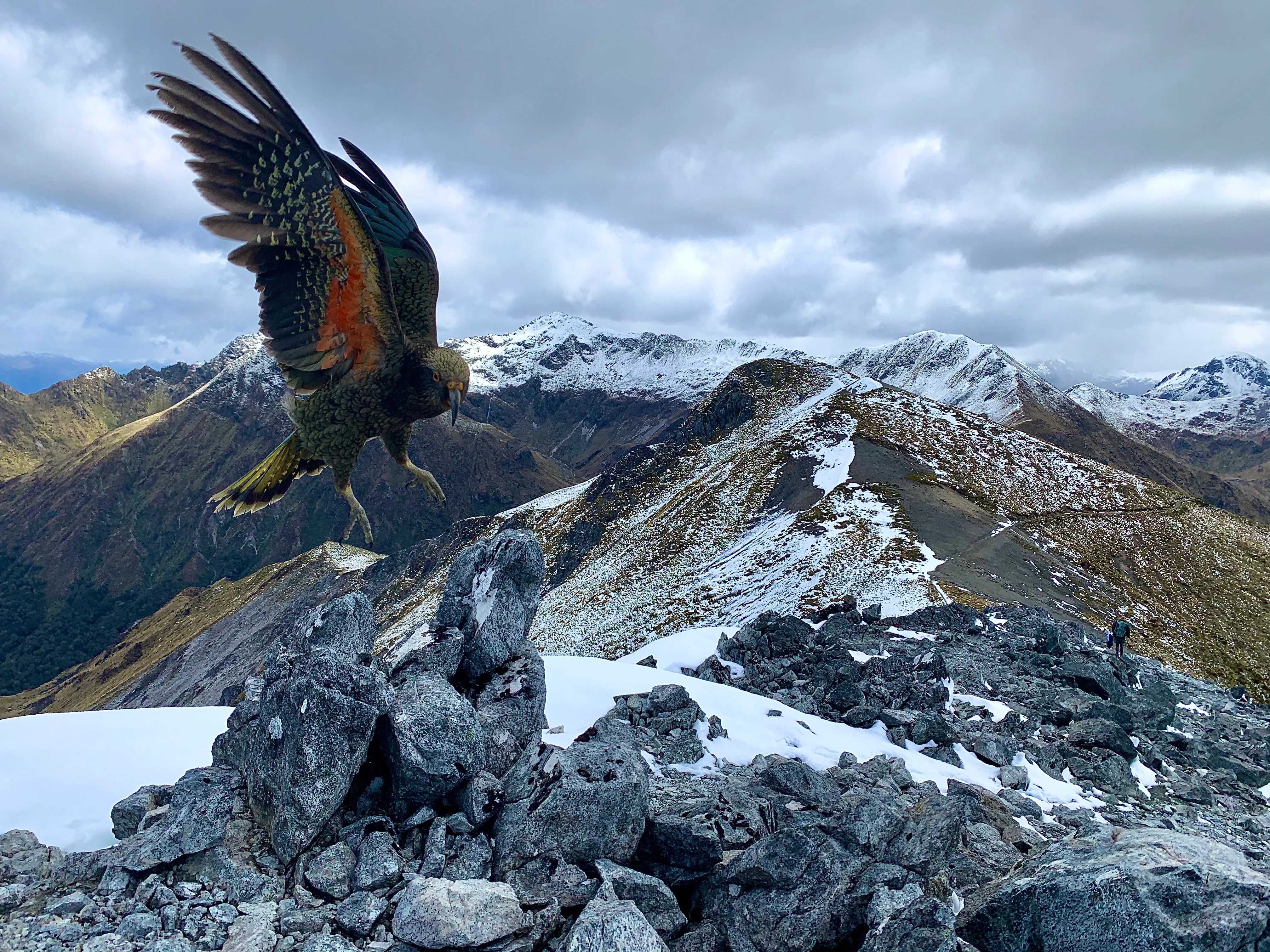 Colorful mountain parrot with spread wings landing on rocks, snow-capped ranges behind