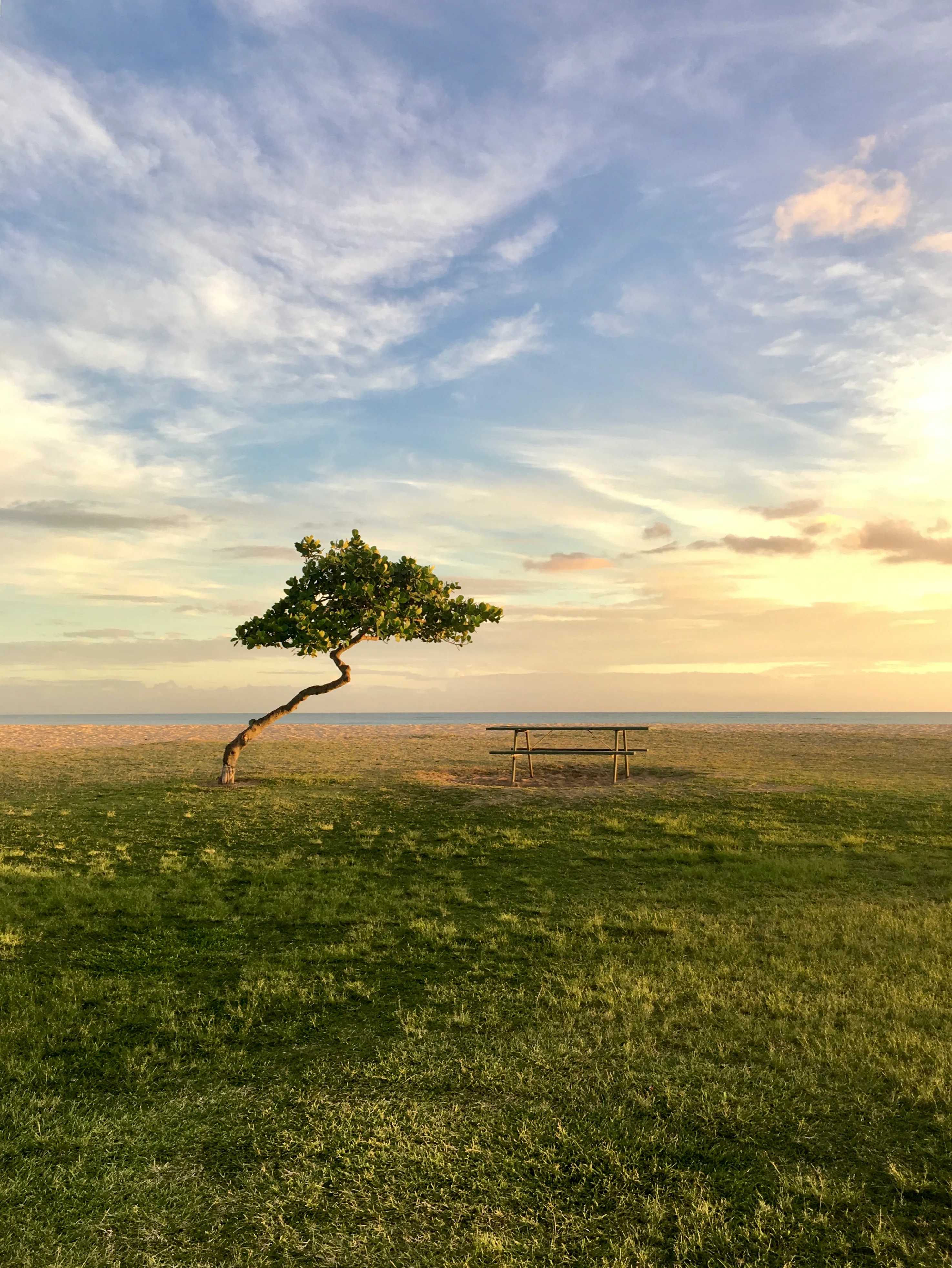 A single leaning tree on a grassy field with a picnic table and ocean in the distance under a wide sky